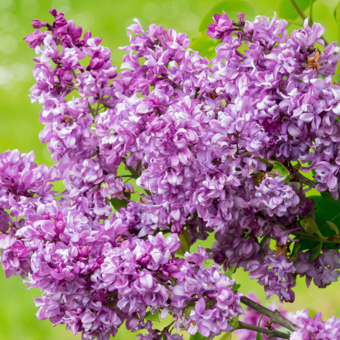 Obrázok Orgován obyčajný (Syringa vulgaris) ´MRS EDWARD HARDING´ - výška 40-60 cm, kont. C3L
